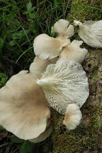 Pleurotus pulmonarius image