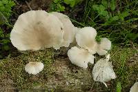 Pleurotus pulmonarius image