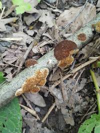 Trichaptum biforme image