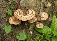 Polyporus squamosus image