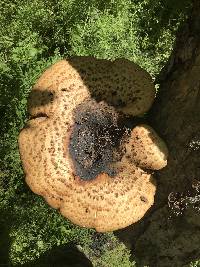 Polyporus squamosus image