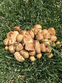 Coprinellus micaceus image