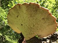 Polyporus squamosus image