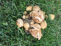 Coprinellus micaceus image