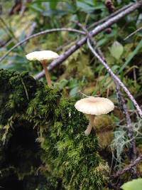 Lichenomphalia umbellifera image