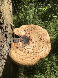 Polyporus squamosus image