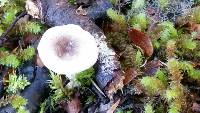 Russula roseopileata image