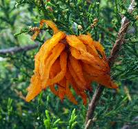 Gymnosporangium juniperi-virginianae image