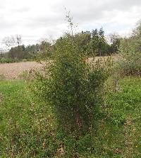 Gymnosporangium juniperi-virginianae image