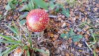 Amanita muscaria image