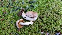 Image of Cortinarius alboroseus