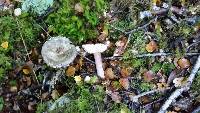 Russula atroviridis image