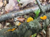 Tremella mesenterica image