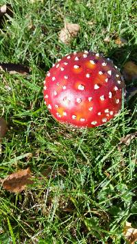 Amanita muscaria image