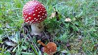 Amanita muscaria image