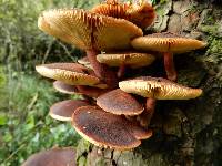 Gymnopilus purpuratus image