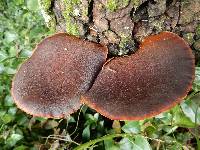 Gymnopilus purpuratus image