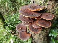 Gymnopilus purpuratus image