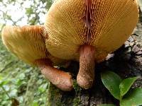 Gymnopilus purpuratus image