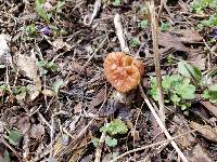 Gyromitra gigas image