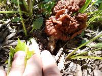 Gyromitra gigas image