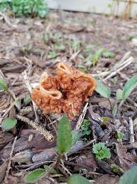 Gyromitra gigas image