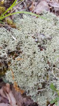 Cladonia subtenuis image