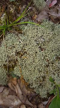 Cladonia subtenuis image