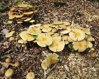 Agrocybe praecox image