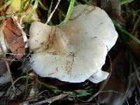 Clitocybe nebularis image