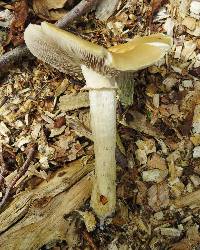 Agrocybe praecox image