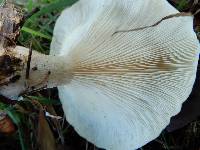 Clitocybe nebularis image