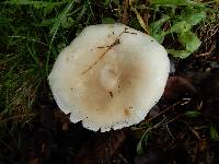 Clitocybe nebularis image