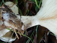 Clitocybe nebularis image