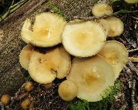 Agrocybe praecox image