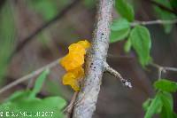 Tremella mesenterica image