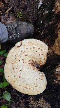 Polyporus squamosus image