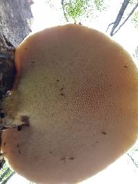 Polyporus squamosus image