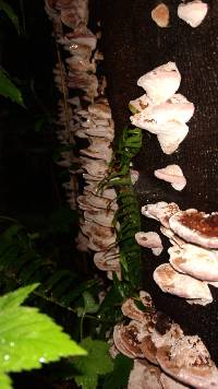 Fomitopsis cajanderi image