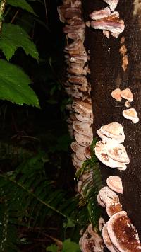 Fomitopsis cajanderi image