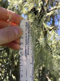 Ramalina menziesii image