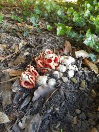 Clathrus ruber image