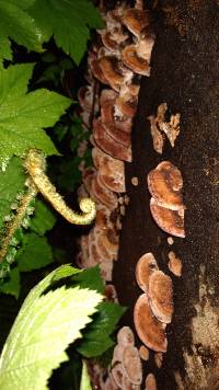 Fomitopsis cajanderi image