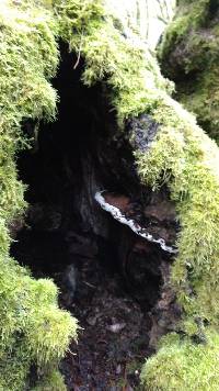 Ganoderma applanatum image