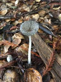 Coprinopsis lagopus image