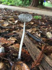 Coprinopsis lagopus image