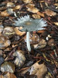 Coprinopsis lagopus image