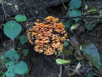 Favolaschia calocera image