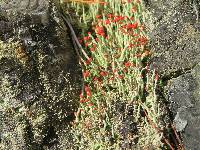 Cladonia cristatella image