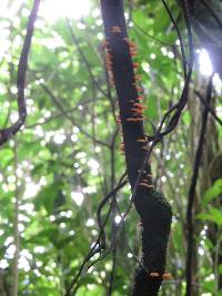 Favolaschia calocera image